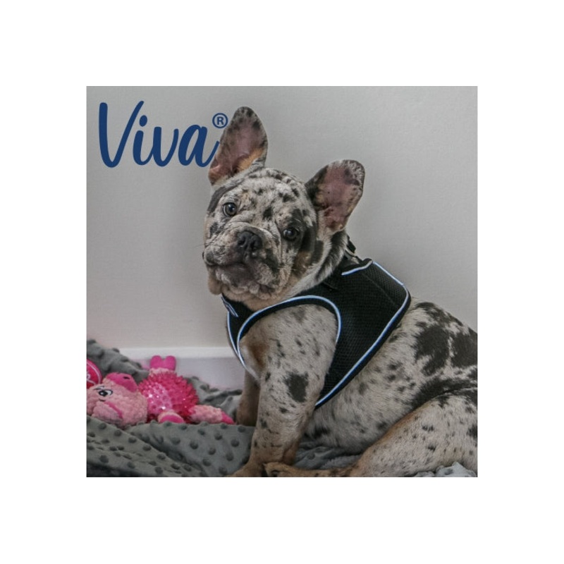 Ancol - Viva Step-in Harness - Black - Large