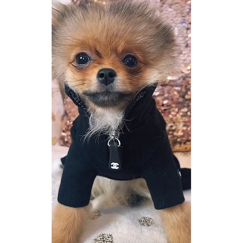 NEW CC dog all in one