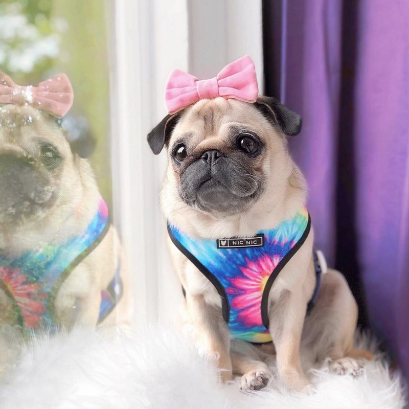 Happiness dog harness set