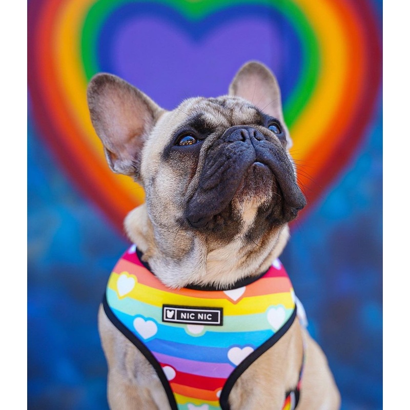 Hearts dog harness set
