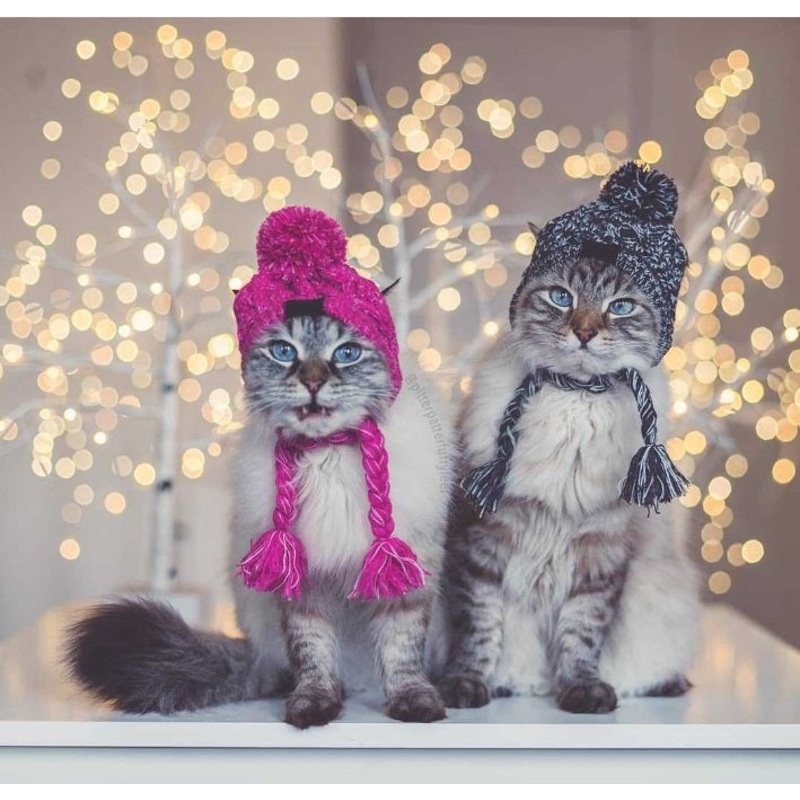 NEW Winter pet hat