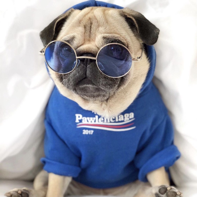 Pawenciaga dog hoodie