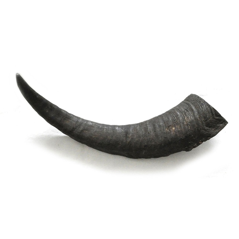Goat Horn