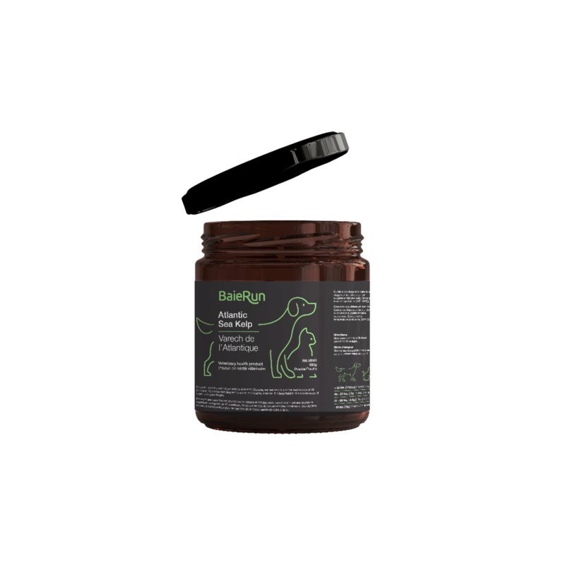 Baie Run Atlantic Sea Kelp