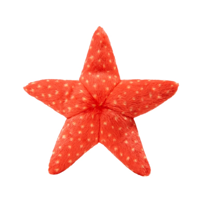 Ziggy Starfish