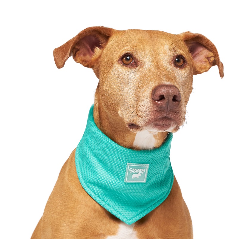 Canada Pooch Wet Reveal Smiley Chill Seeker Cooling Dog Bandana, Large